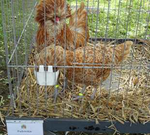 Hahnaustellung im Park