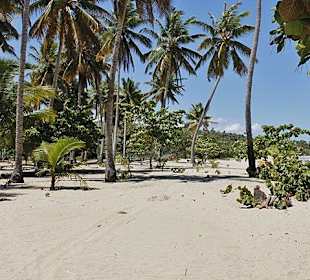 Tropical Beach Safari - Puerto Plata - DomRep Lifestyle - Ex