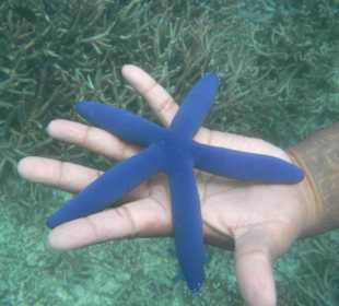 Звезда она и есть звезда, даже если под водой.