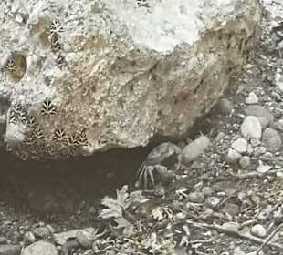 Peta Loudhes / Tal der Schmetterlinge