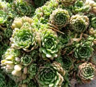 Impressionen aus dem Botanischen Garten