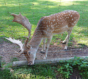 Wildpark Osterzgebirge