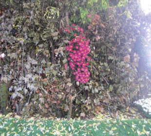 Chrysanthema Lahr