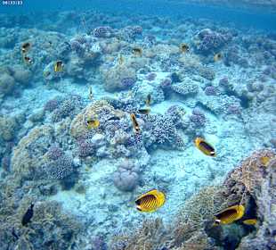 Fische beim Schnorcheln