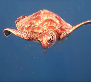 Schildkröte kurz nach dem Mahl