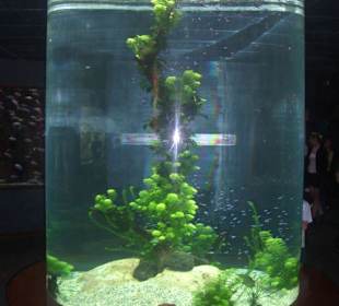 Waasersäule im Loro-Park