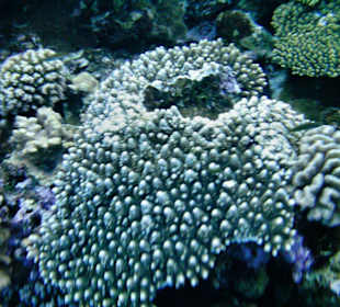 Korallenriff am Hotel