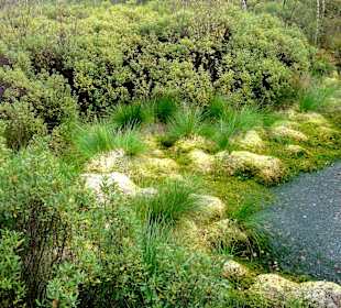 Das Moor neben dem Wanderweg