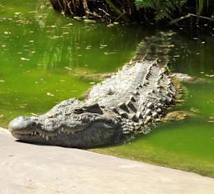 Krokodile im "Croc Parc"