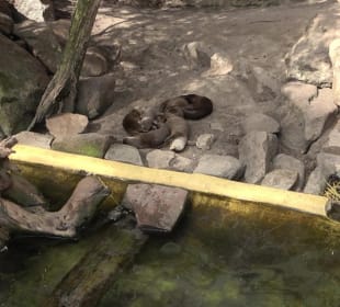 Zoo Heidelberg