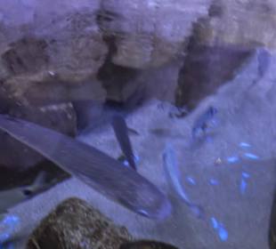 National Aquarium Malta