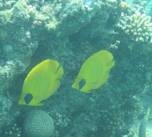 Die Unzertrennlichen