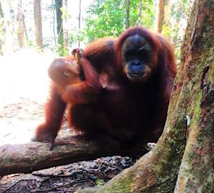 Orangutan in National Park 
