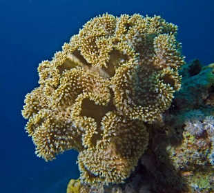 Hausriff Sharm El Sheikh Hyatt SUBEX Ägypten