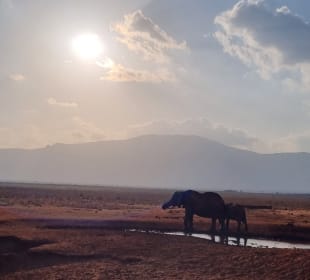 Pure Nature - Safaris in Kenya