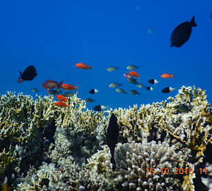 Schnorcheln Marsa Alam