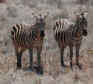 Von denen gab es jede Menge