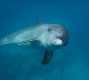 Delfinschwimmen Delfine & Meer