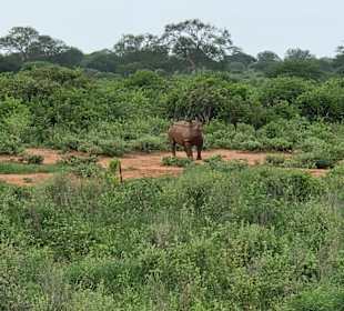 Tsavo 