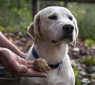 Hund mit Trüffel