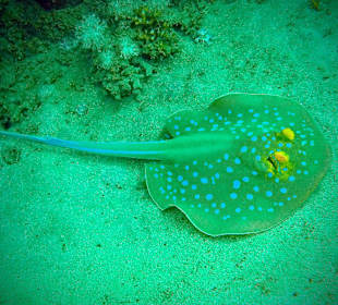 Schnorcheln El Quseir