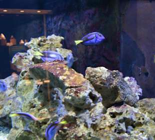 Meeresaquarium Zella Mehlis