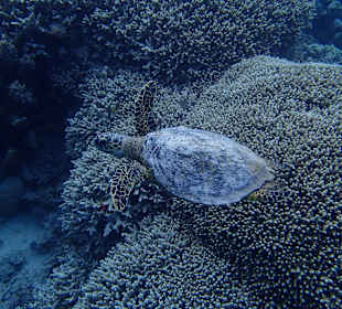 Riesige Schildkröte