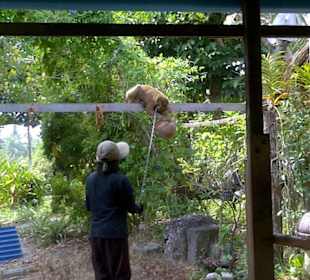 Äffchentraining in Monkey School