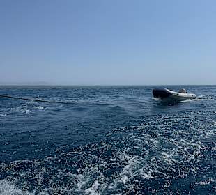 Delfintour 13.9.2025