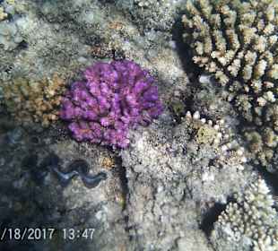 Korallen und "Mördermuschel"