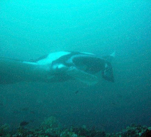 Giant Manta