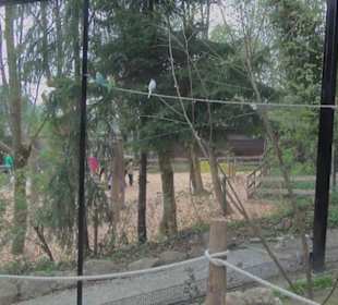 Südamerika Bereich - Vogelhaus