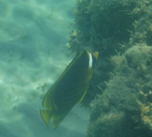 Unterwasseraufnahme am Hausriff