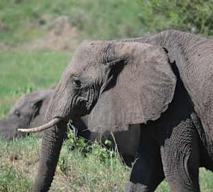 Big Five Tanzania Safari -Gosheni Safaris