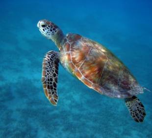 Schildkröte Schnorcheln Gorgonia Beach