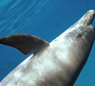 Delfin in Hurghada