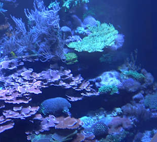 Staatliches Naturkunde Museum