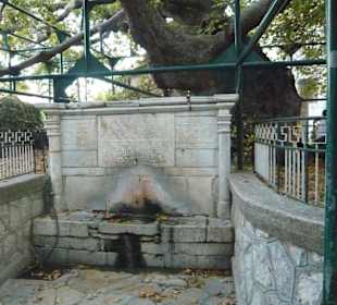 Il figlio del platano d'Ippocrate