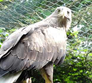 Seeadler