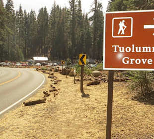 Tuolumne Grove