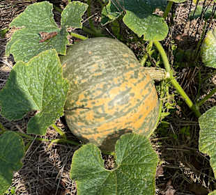 Wandern Loipersdorf bei Fürstenfeld