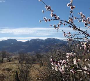 Atlasgebirge mit Mandelblüde