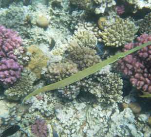 Рыбы Макади