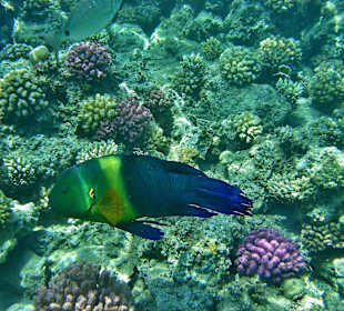 Er ist ein gemütlicher Vertreter