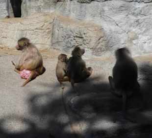 Tierpark Hagenbeck