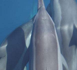 Auf der Delfinspotting-Tour