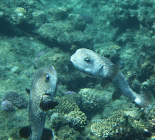 Schnorcheln Marsa Alam