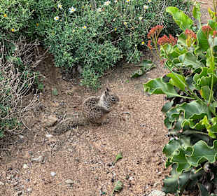 Küste La Jolla