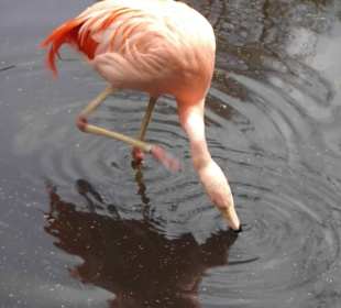 Weltvogelpark Walsrode