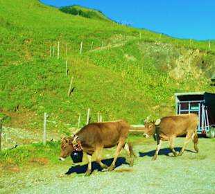 Alpabtrieb / Mellau / Vorarlberg Österreich 